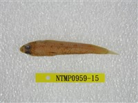 藏品(鬚棘吻魚)的圖片